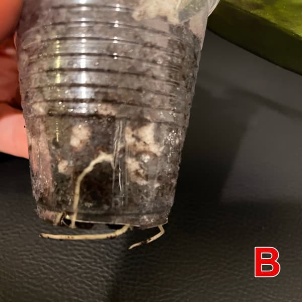 Young Hoya plant growing in a clear plastic pot with soil and roots visible.