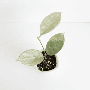 Hoya Plant in White Pot Young Hoya plant with green leaves in a white pot, indoor gardening.