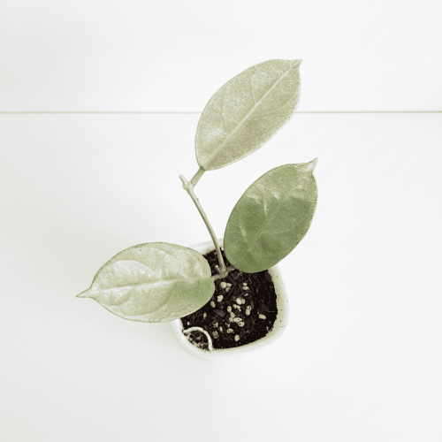 Young Hoya plant with green leaves in a white pot, indoor gardening.