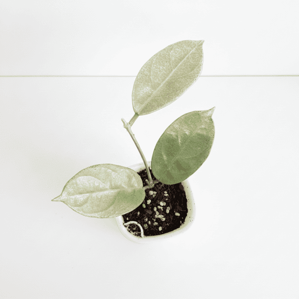Young Hoya plant with green leaves in a white pot, indoor gardening.