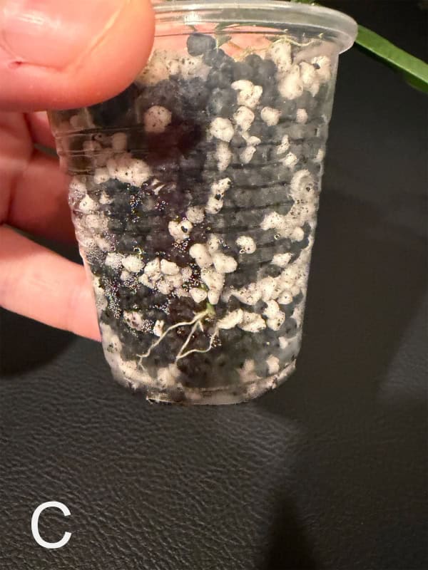 Rooted Hoya yvesrocheri cutting in small plastic pot for propagation.
