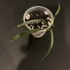 Hoya yvesrocheri rooted cutting in a small pot with soil and perlite.
