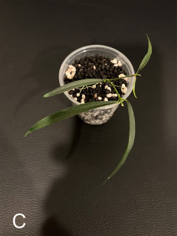 Hoya yvesrocheri rooted cutting in a small pot with soil and perlite.
