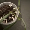Hoya yvesrocheri rooted cutting in soil with leaves and new growth.