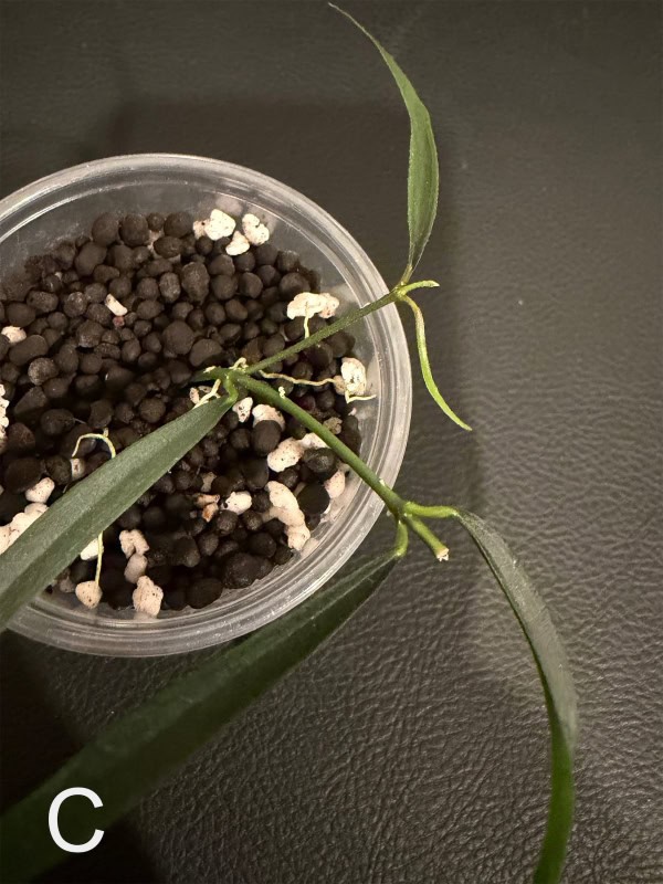 Hoya yvesrocheri rooted cutting in soil with leaves and new growth.