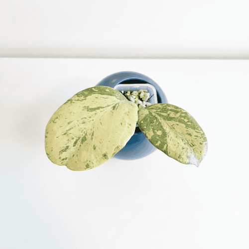 Hoya Michele splash variegated plant in blue pot.