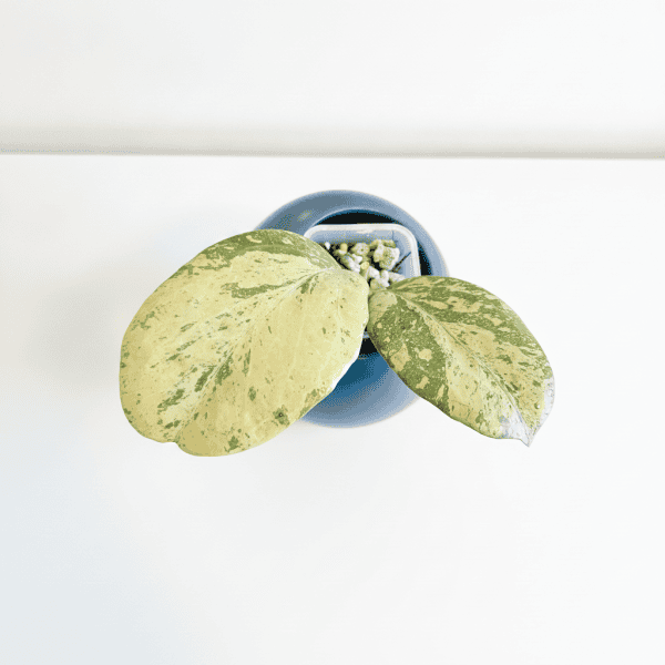 Hoya Michele splash variegated plant in blue pot.